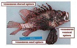 View of the lionfish venomous spines, images courtesy of STINAPA. View of the lionfish venomous spines, images courtesy of STINAPA.