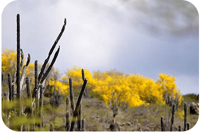 The kibrahacha blooming in Washington Slagbaai National Park. The kibrahacha blooming in Washington Slagbaai National Park.
