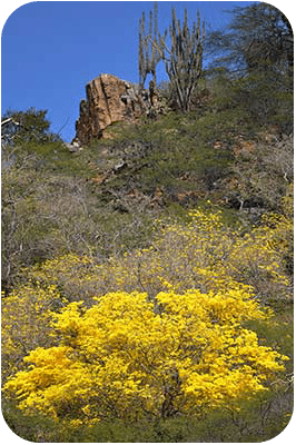 The kibrahacha trees, when blossoming, are a blaze of yellow. The kibrahacha trees, when blossoming, are a blaze of yellow.