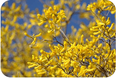 The kibrahacha tree will begin to bud within a day or two of a drenching rain. The kibrahacha tree will begin to bud within a day or two of a drenching rain.