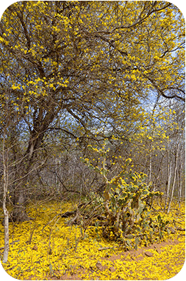 Within a day or two, the blossoms will fall to the ground, creating a yellow carpet of flowers. Within a day or two, the blossoms will fall to the ground, creating a yellow carpet of flowers.