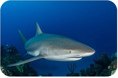 Sharks are now protected in the Yarari Sanctuary. Sharks are now protected in the Yarari Sanctuary.