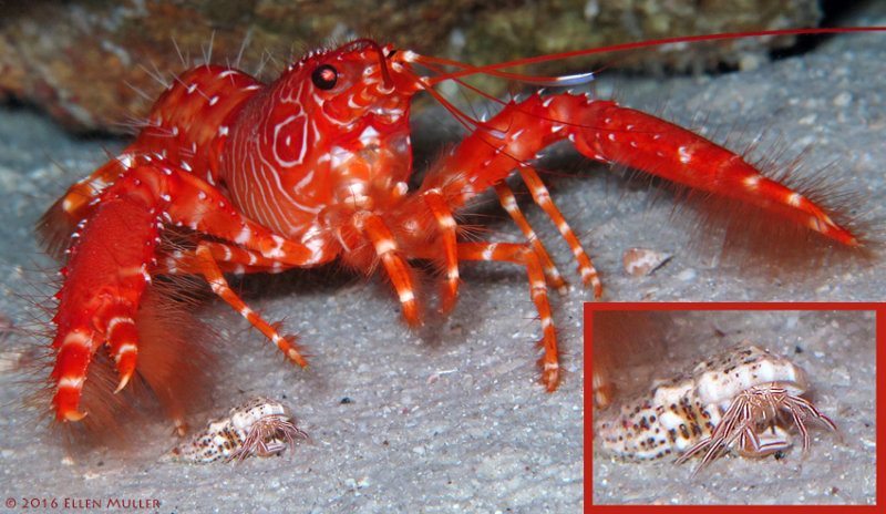 The Candy Striped Crab is a new species found on Bonaire by Ellen Muller. The Candy Striped Crab is a new species found on Bonaire by Ellen Muller.