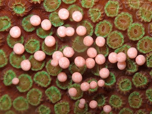 Coral Spawning on Bonaire, image courtesy Ellen Muller