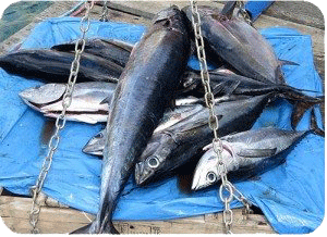 Weighing the "catch." Weighing the "catch."