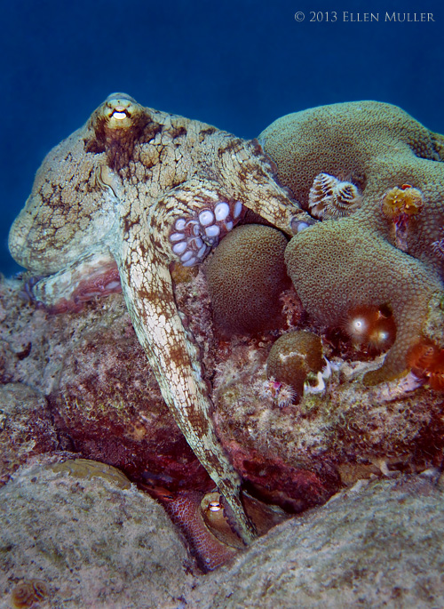 Common octopi mating on Bonaire's reefs; image by Ellen Muller Common octopi mating on Bonaire's reefs; image by Ellen Muller