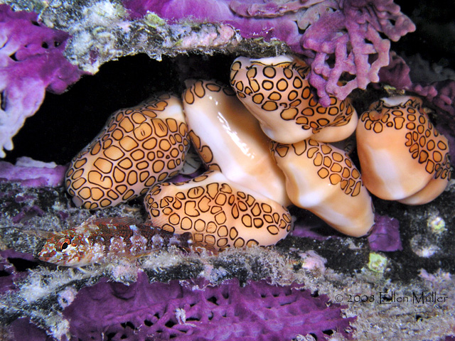Flamingo Tongues, found on Bonaire; image by Ellen Muller. Flamingo Tongues, found on Bonaire; image by Ellen Muller.