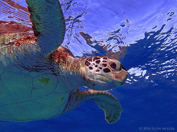 A green sea turtle, in Bonaire's waters; image by Ellen Muller A green sea turtle, in Bonaire's waters; image by Ellen Muller