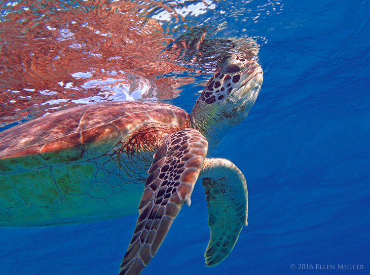 A green turtle swimming on Bonaire's reef, image by Ellen Muller. A green turtle swimming on Bonaire's reef, image by Ellen Muller.