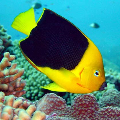 Rock Beauty, found on Bonaire's reefs