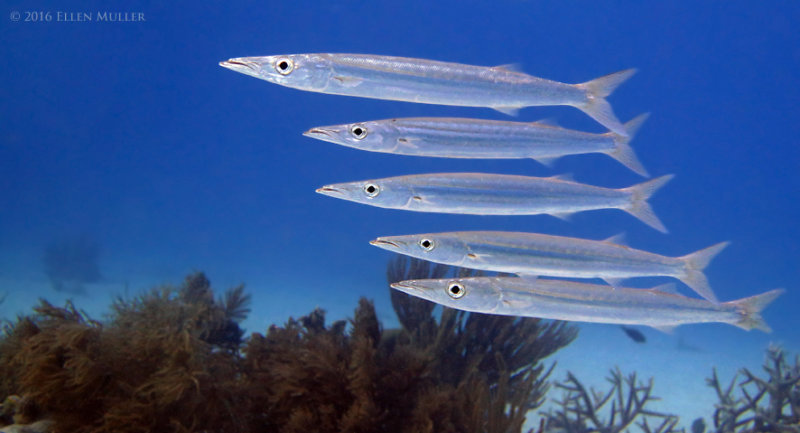 Southern sennet, seen on Bonaire's reefs; image by Ellen Muller Southern sennet, seen on Bonaire's reefs; image by Ellen Muller