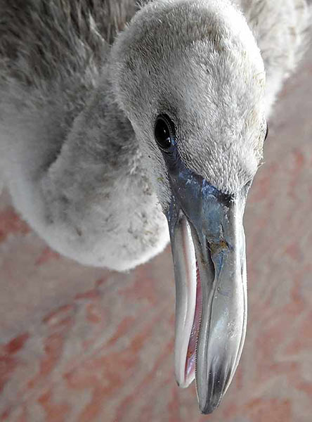Bonaire Flamingo Rescue Guide