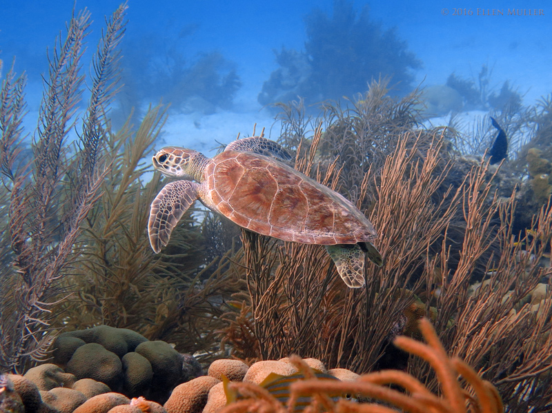 A green sea turtle swims along Bonaire's reefs. A green sea turtle swims along Bonaire's reefs.