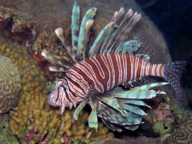 A lionfish patrols a reef on Bonaire (image by Ellen Muller). A lionfish patrols a reef on Bonaire (image by Ellen Muller).