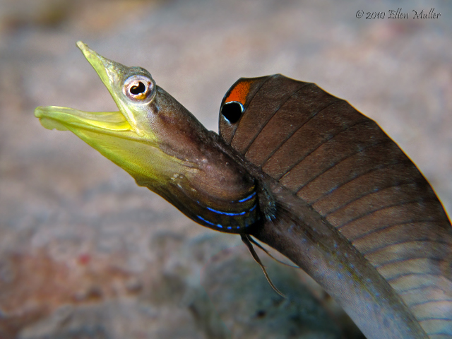 A pikeblenny on Bonaire's reef, image by Ellen Muller. A pikeblenny on Bonaire's reef, image by Ellen Muller.