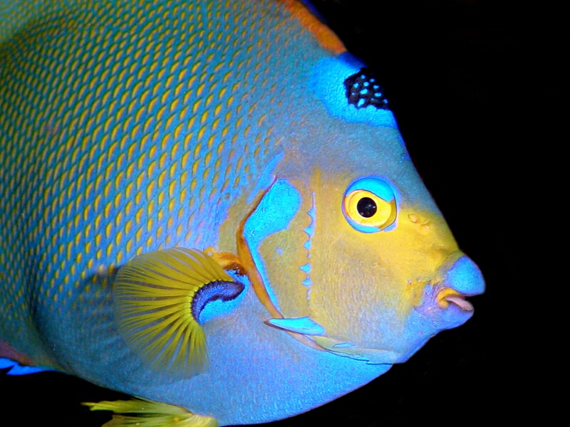 A Queen Angelfish, found on a Bonaire reef; image by Ellen Muller. A Queen Angelfish, found on a Bonaire reef; image by Ellen Muller.