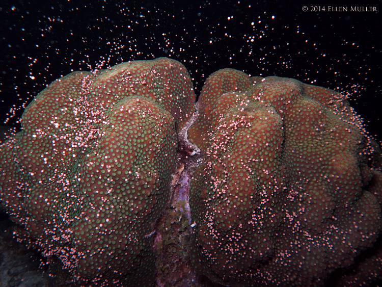 A star coral spawns on Bonaire's reefs. A star coral spawns on Bonaire's reefs.