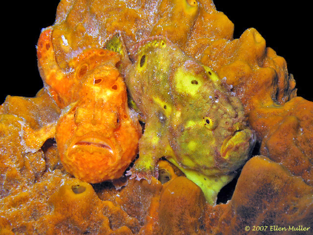 Two frogfish share a sponge on a Bonaire reef; image by Ellen Muller. Two frogfish share a sponge on a Bonaire reef; image by Ellen Muller.