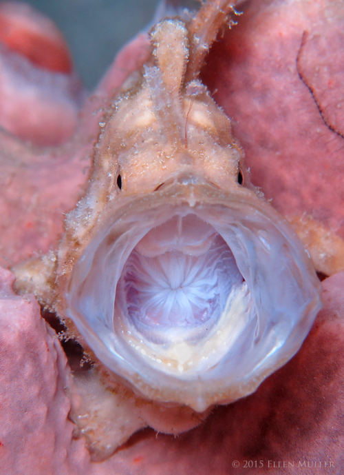 A frogfish yawns for the camera on a Bonaire reef. A frogfish yawns for the camera on a Bonaire reef.