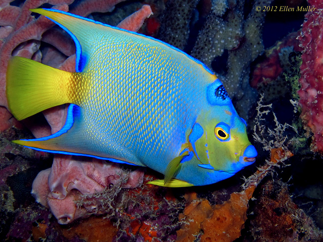 A Queen Angelfish on a Bonaire reef, image by Ellen Muller. A Queen Angelfish on a Bonaire reef, image by Ellen Muller.