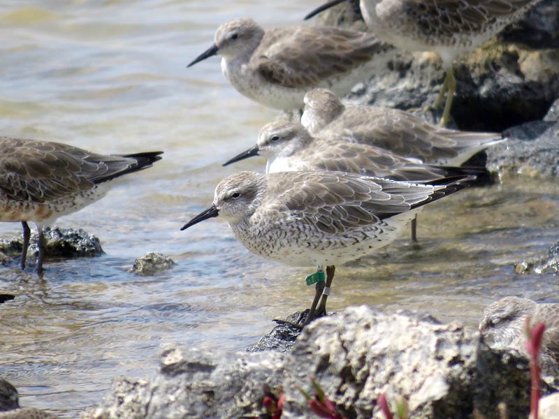 A banded Red Knot, found in Cargill Salt Ponds on Bonaire, image by Fernando Simal A banded Red Knot, found in Cargill Salt Ponds on Bonaire, image by Fernando Simal