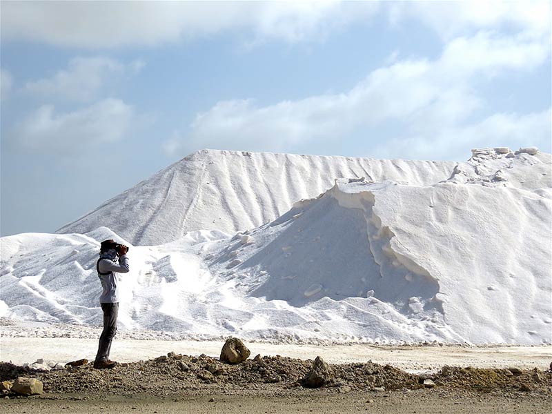 Worth Its Salt: Bonaire’s Cargill Salt Ponds Named as Area of Regional Importance for Shorebirds