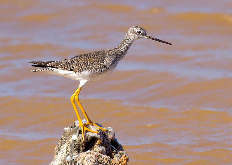 Greater Yellowlegs found in Cargill Salt Ponds on Bonaire, image by Jeff Gerbracht Greater Yellowlegs found in Cargill Salt Ponds on Bonaire, image by Jeff Gerbracht