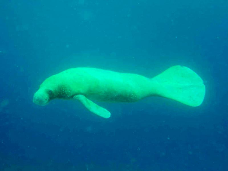 Manatee Seen in Bonaire’s Waters!