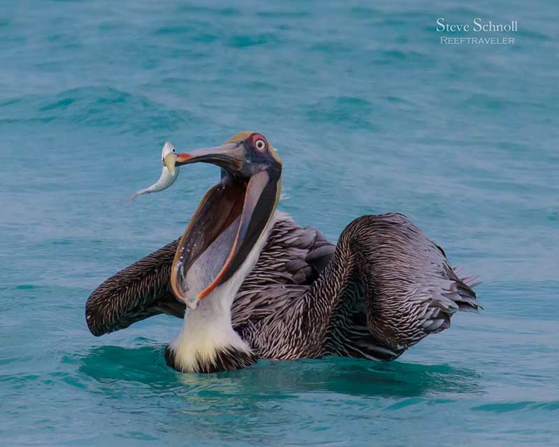 Bonaire Bird Photography 101–Through the Lens of Steve and Meredith Schnoll