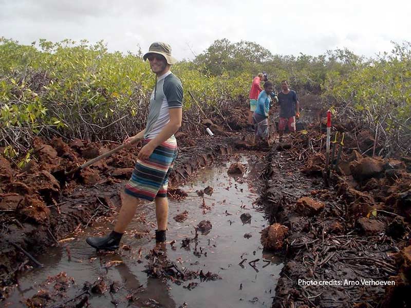 Restoration of the mangroves in Bonaire's Lac Bay.