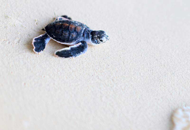 Loggerhead Turtles Break from the Nest and Head Safely to Sea (VIDEO)