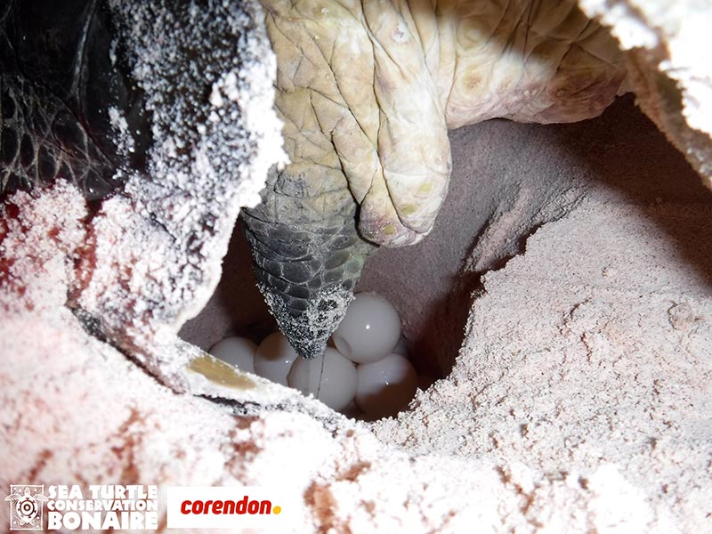Bonni laying her fourth nest on Bonaire in the 2018 nesting season. Bonni laying her fourth nest on Bonaire in the 2018 nesting season.