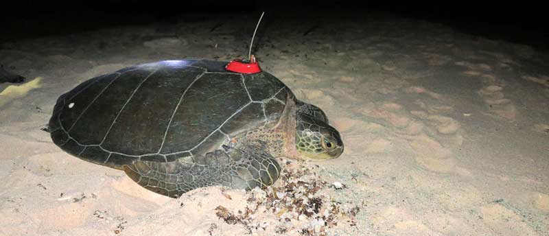 Green Sea Turtle, Bonni, is Fitted with Satellite Transmitter After Laying Nest on Bonaire