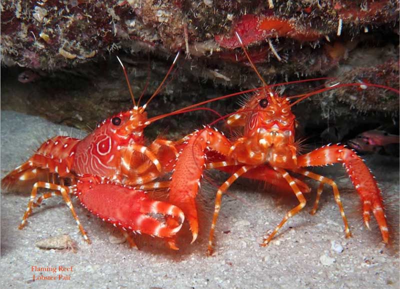 2019 Bonaire Calendars are Hot Off the Press!