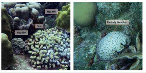 Corals will "bleach" or lose their colors when stressed.