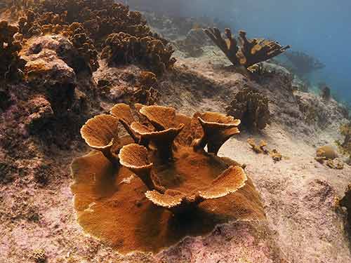 Outplanted Elkhorn cluster at Carl's Hill on Klein Bonaire, image courtesy of CRFB. Outplanted Elkhorn cluster at Carl's Hill on Klein Bonaire, image courtesy of CRFB.