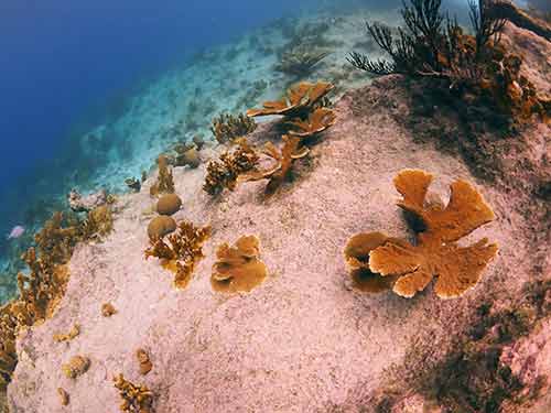 Outplanted Elkhorn corals at Carl's Hill, a dive site on Klein Bonaire; image courtesy of CRFB. Outplanted Elkhorn corals at Carl's Hill, a dive site on Klein Bonaire; image courtesy of CRFB.