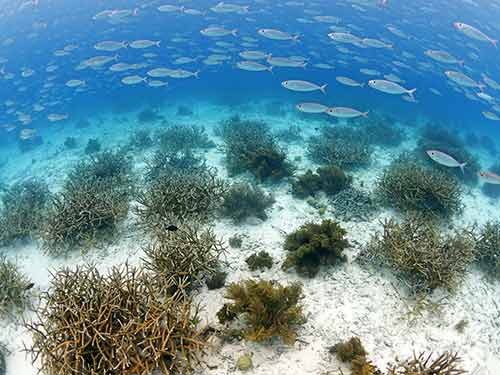 Part of the restoration site at Tori's Reef, image courtesy of CRFB. Part of the restoration site at Tori's Reef, image courtesy of CRFB.