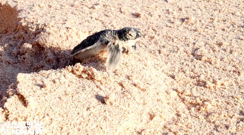 Bonni’s Legacy, Bonaire’s Green Sea Turtle Extraordinaire