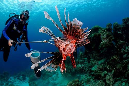 Ten years of lionfish management on Bonaire.