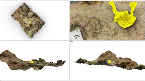 3D imaging of the corals is used in monitoring. 3D imaging of the corals is used in monitoring.