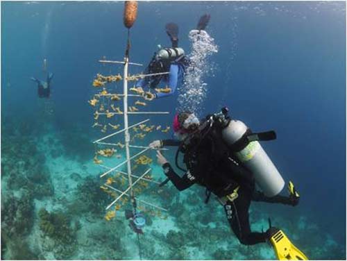 The temporary coral trees at Bonaire's Oil Slick Leap dive site. The temporary coral trees at Bonaire's Oil Slick Leap dive site.