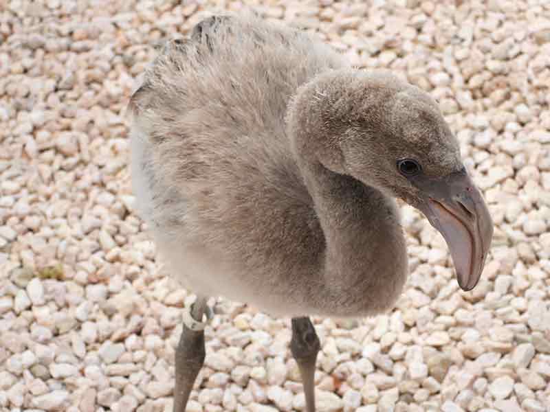 A flamingo chick recovers at Bonaire Wild Bird Rehab. A flamingo chick recovers at Bonaire Wild Bird Rehab.