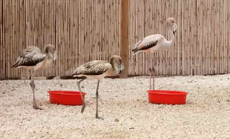 Many prior flamingo residents fly into the rehab center each morning for a little breakfast. Many prior flamingo residents fly into the rehab center each morning for a little breakfast.