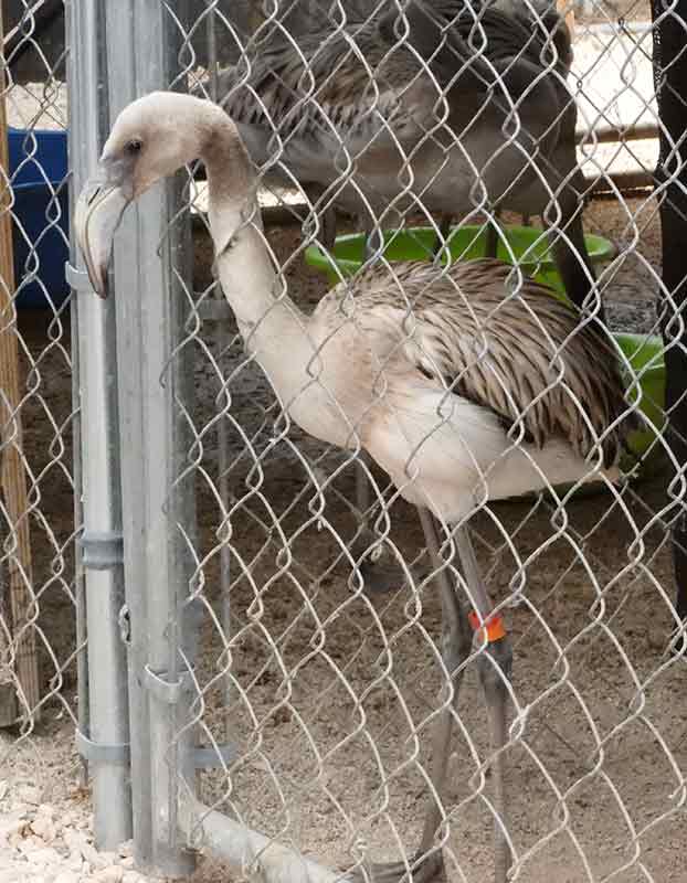 As of April, 2019, the rehab center has over 100 flamingos in its care. As of April, 2019, the rehab center has over 100 flamingos in its care.