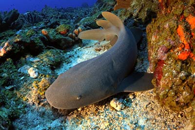 Nurse sharks are one of the species more commonly found on Dutch Caribbean reefs. Nurse sharks are one of the species more commonly found on Dutch Caribbean reefs.