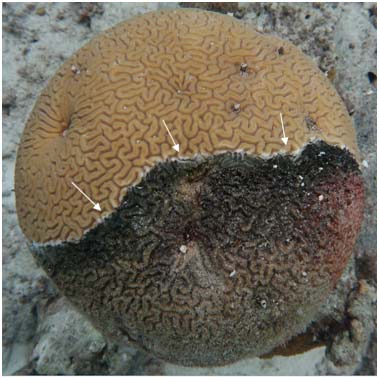 A reef coral affected by a deadly disease known as Caribbean Ciliate Infection. A reef coral affected by a deadly disease known as Caribbean Ciliate Infection.