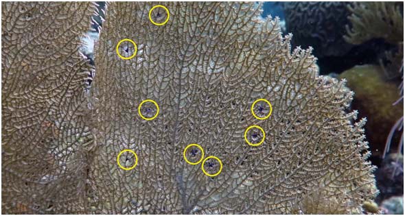A sea fan showing the Multiple Purple Spots Syndrome (marked by yellow circles), which is caused by a new species of copepod. A sea fan showing the Multiple Purple Spots Syndrome (marked by yellow circles), which is caused by a new species of copepod.