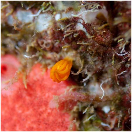 A small cryptic calcareous sponge at 30 m depth. A small cryptic calcareous sponge at 30 m depth.