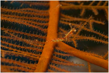 A symbiotic shrimp living on a black coral host recorded from Bonaire for the first time. A symbiotic shrimp living on a black coral host recorded from Bonaire for the first time.